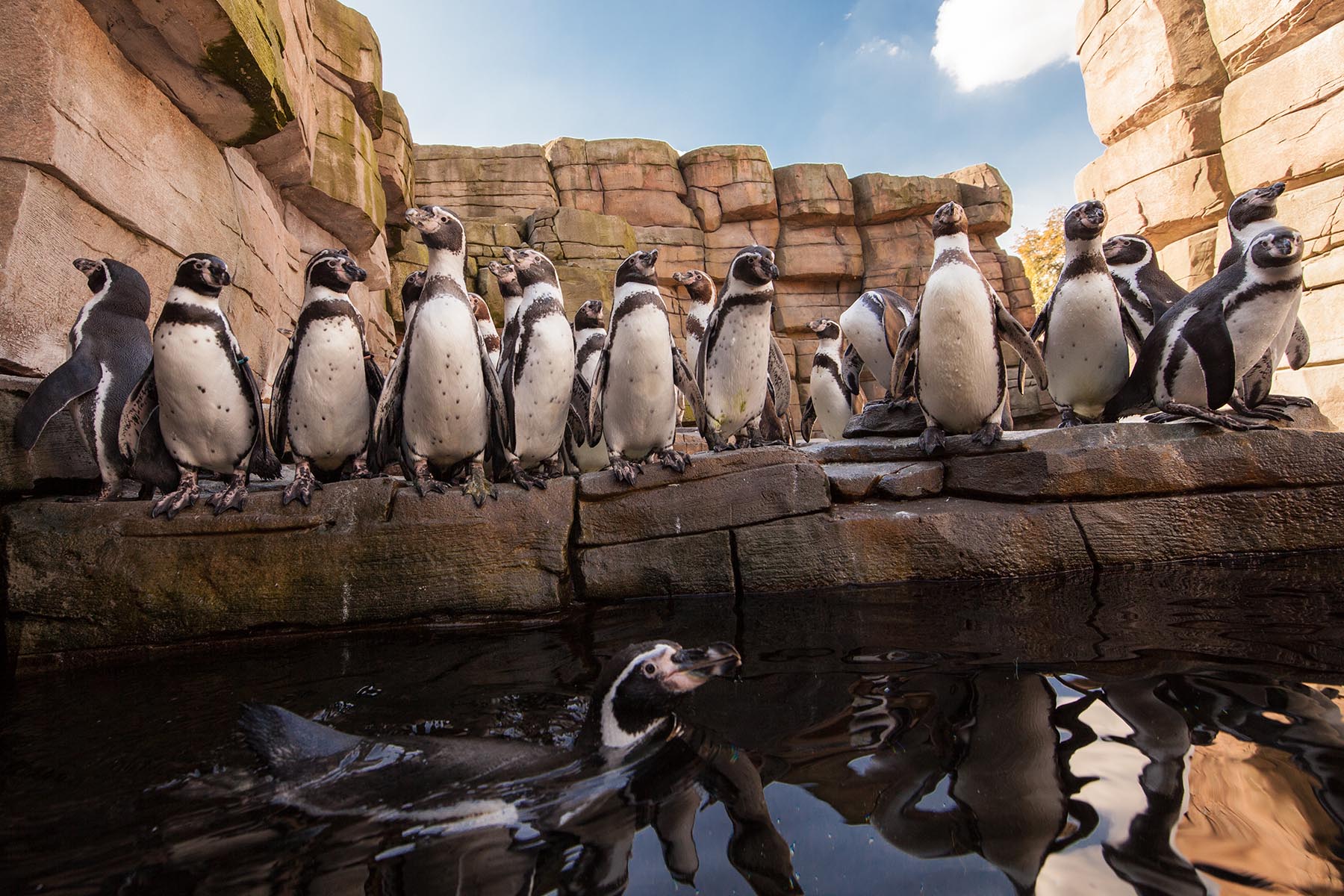 Humboldtpinguine im Tierpark Hagenbeck
