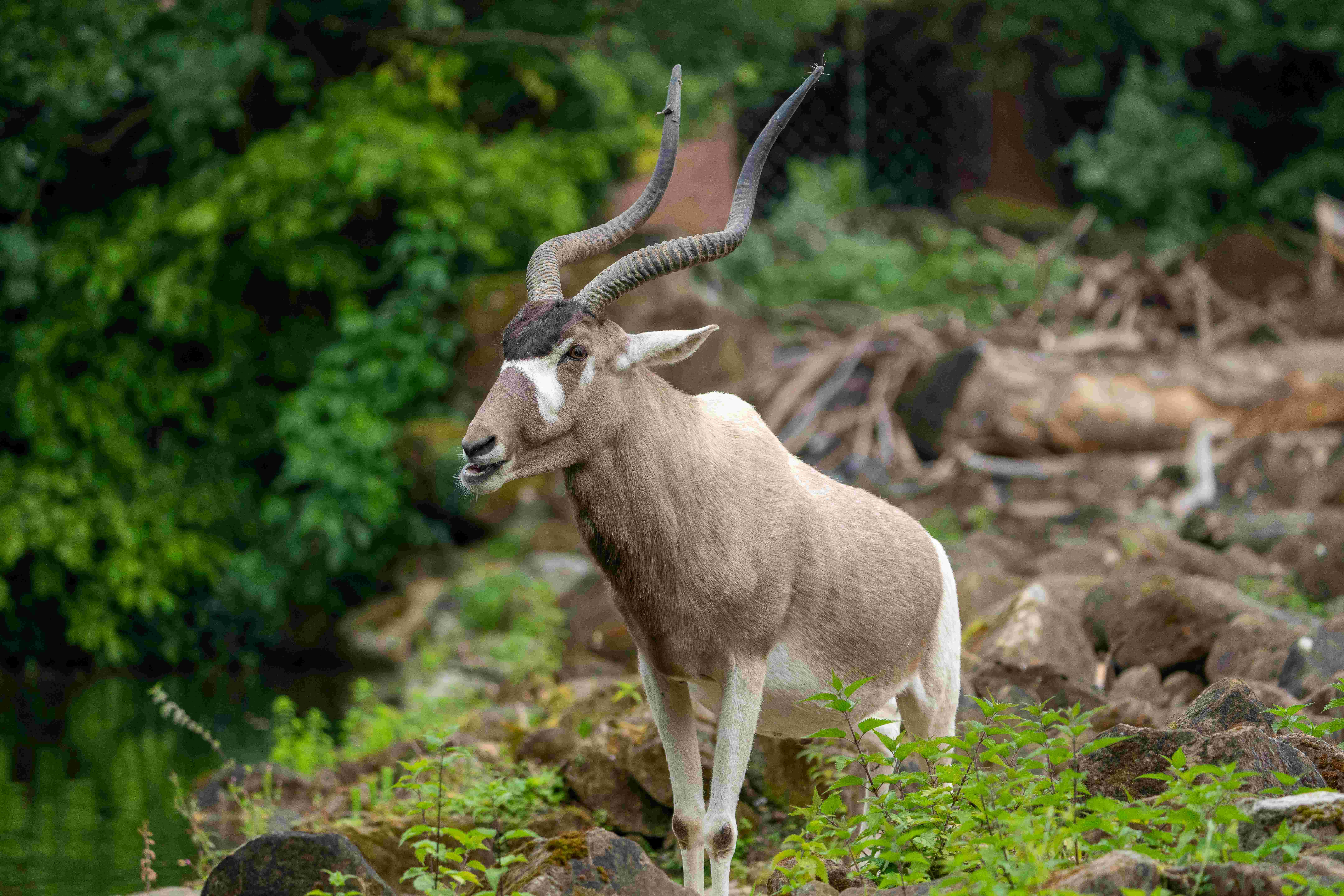 Mendesantilope (Addax) vor Sträuchern 