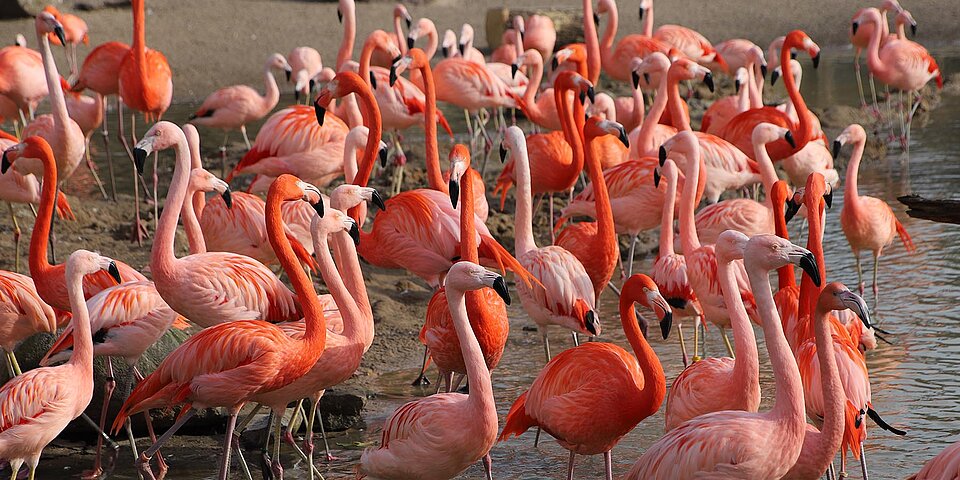 Flamingos