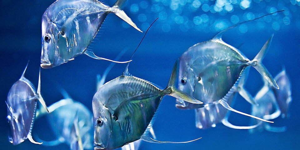 Schwarm Bodenguckerfische im blauen Wasser