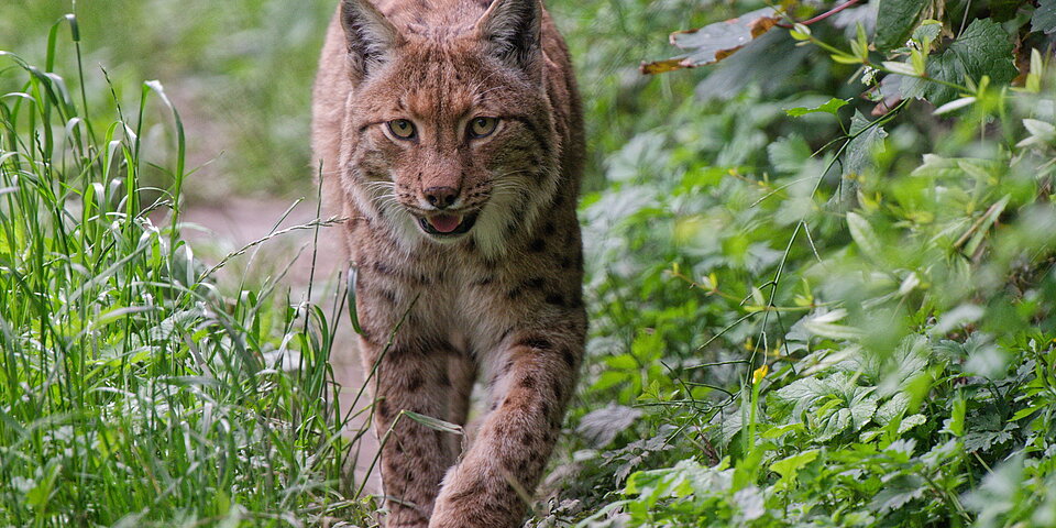 Laufender Europäischer Luchs
