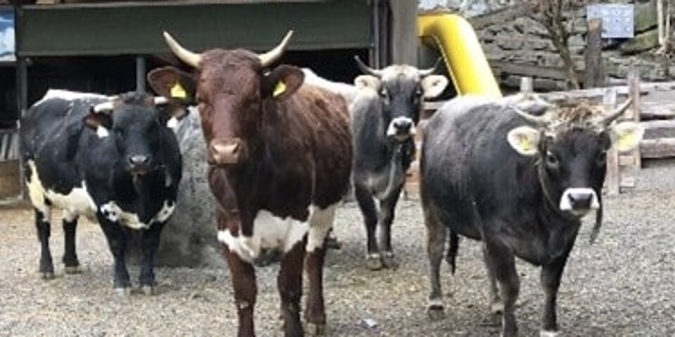Gruppe von Rindern im Alpenzoo Innsbruck