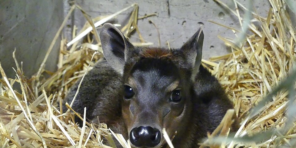 Gelbrückenducker Jungtier im Stroh