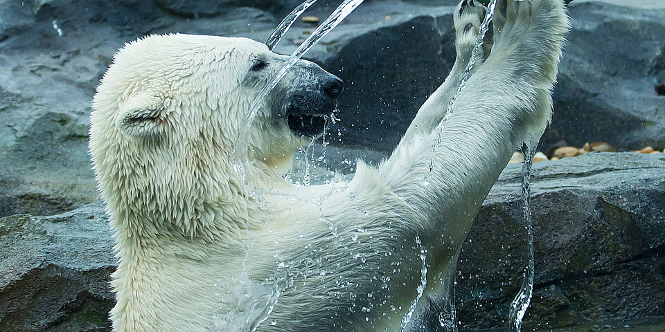 Eisbär mit Beschäftigung