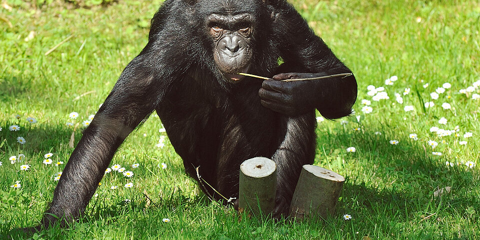 Ein Bonobo wird mit verstecktem Futter beschäftigt 