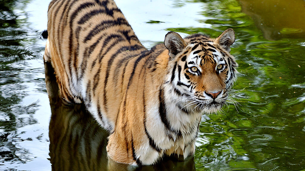 Amurtiger im Wasser stehend