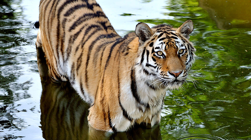 Amurtiger im Wasser stehend