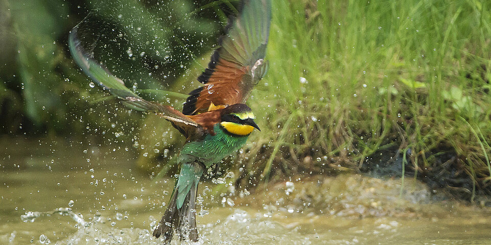 Bienenfresser im Flug über dem Wasser