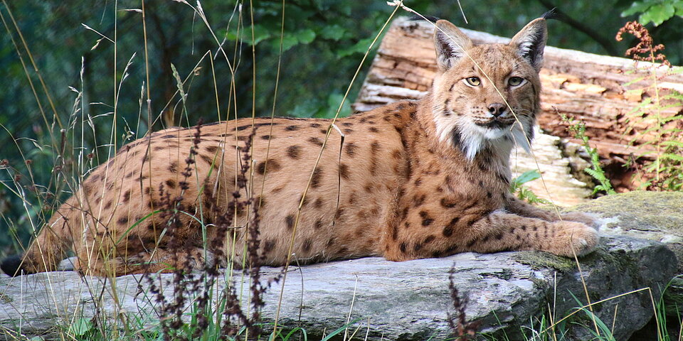 Liegender Europäischer Luchs