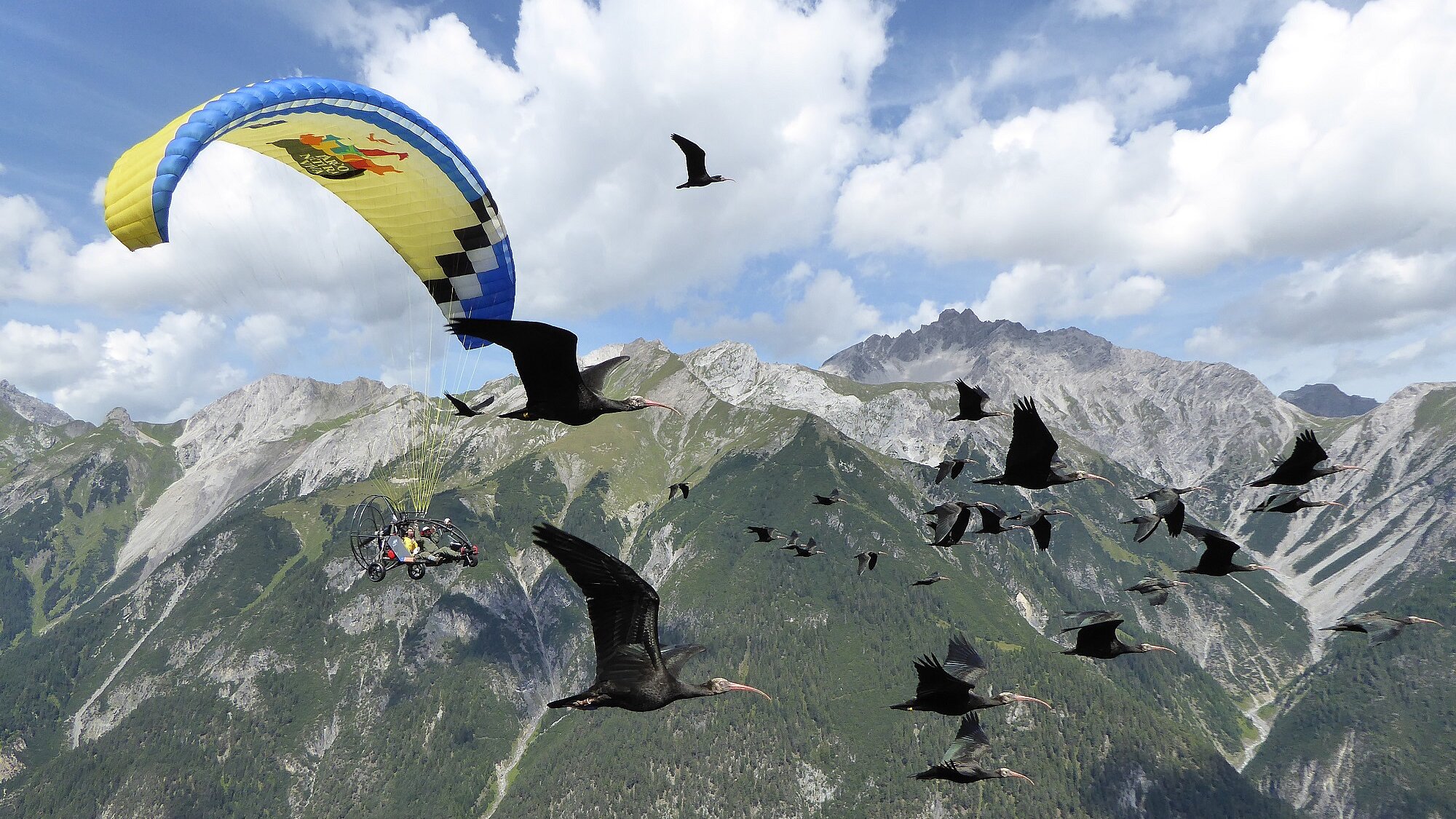 Waldrappe mit Begleitflugzeug über den Bergen