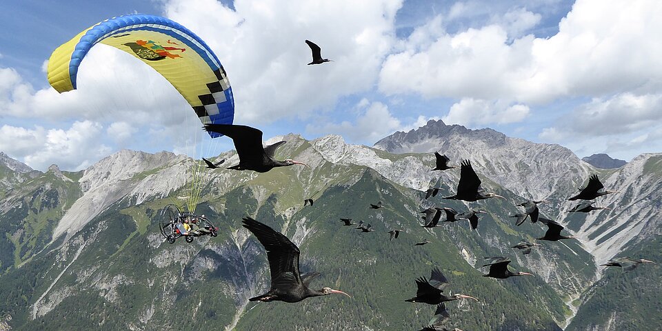Waldrappe mit Begleitflugzeug über den Bergen