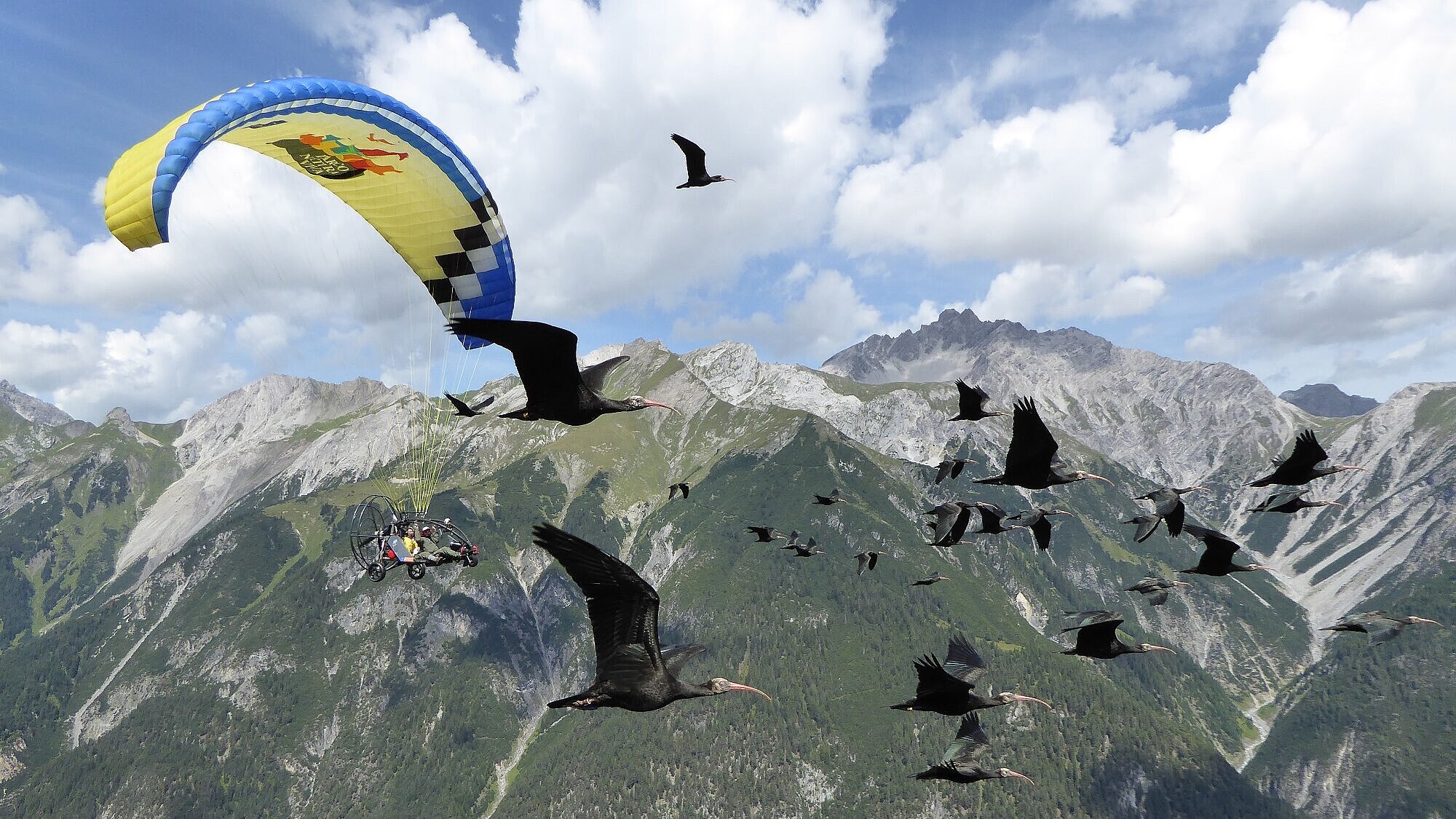 Waldrappe mit Begleitflugzeug über den Bergen