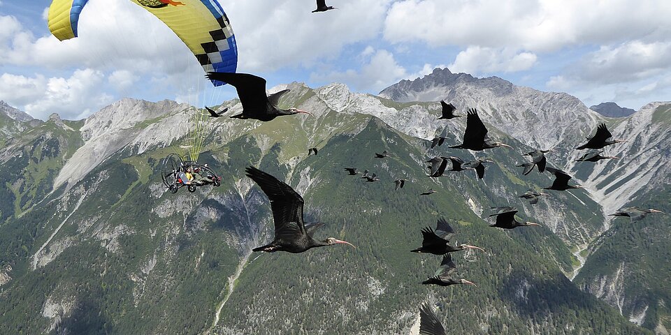 Waldrappe mit Begleitflugzeug über den Bergen
