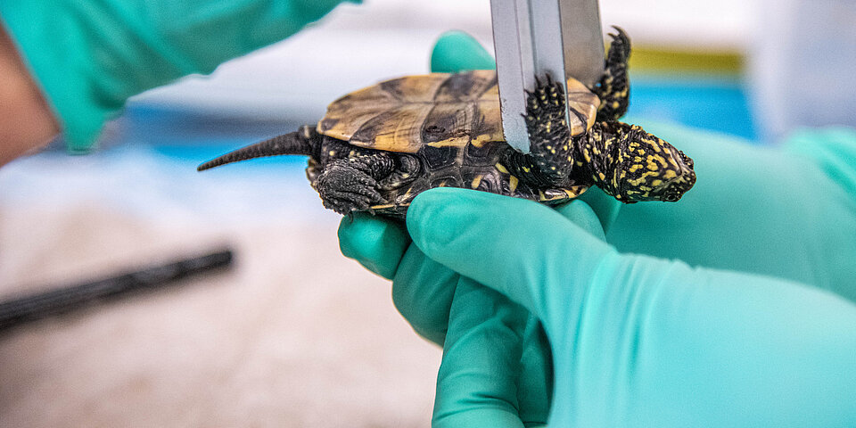 Vermessung des Panzers einer Schildkröte