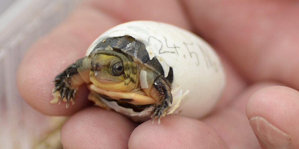 Schlüpfende Schildkröte
