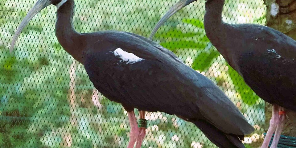 Weissschulteribis im Allwetterzoo Münster