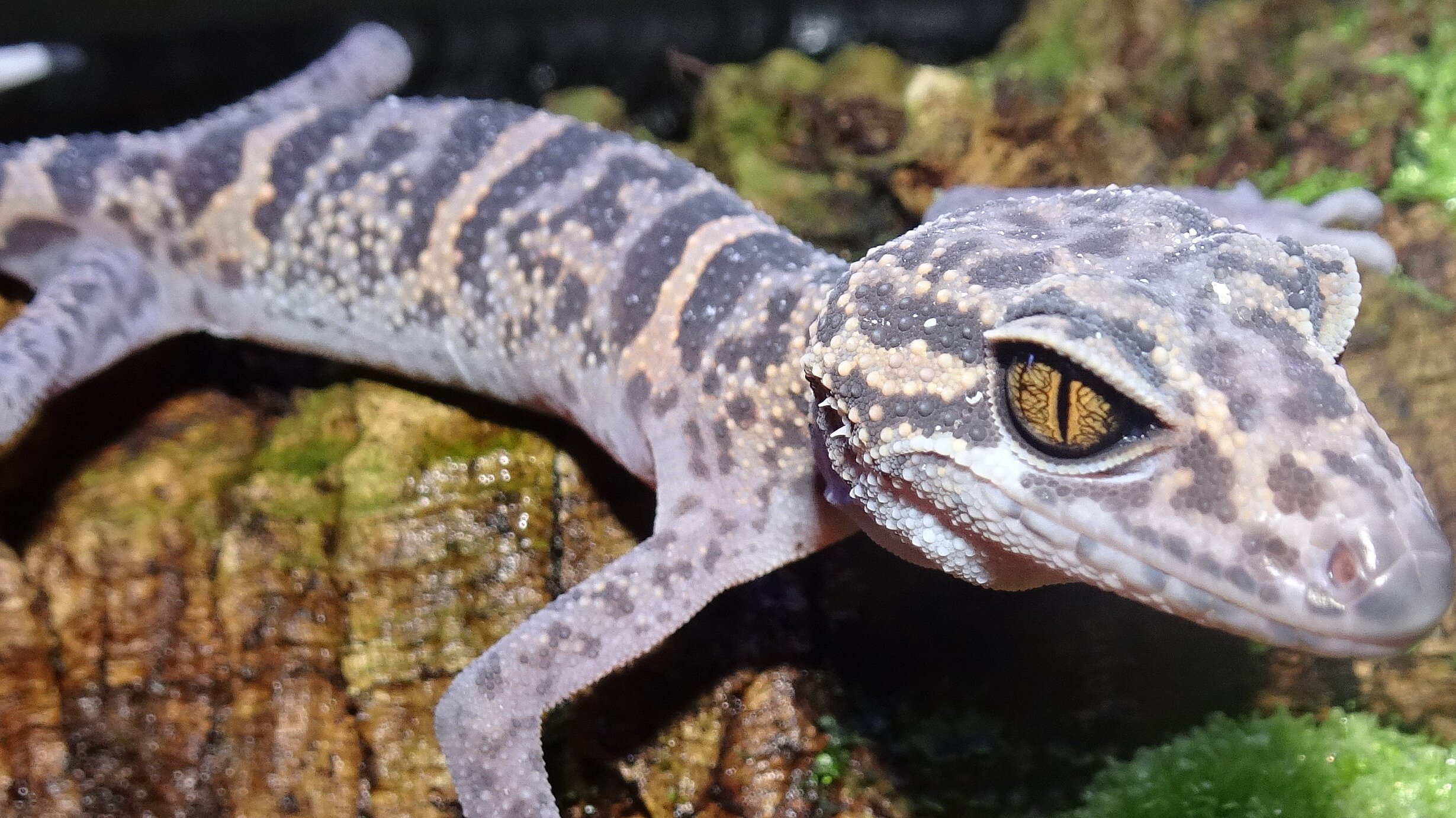 Tigergecko