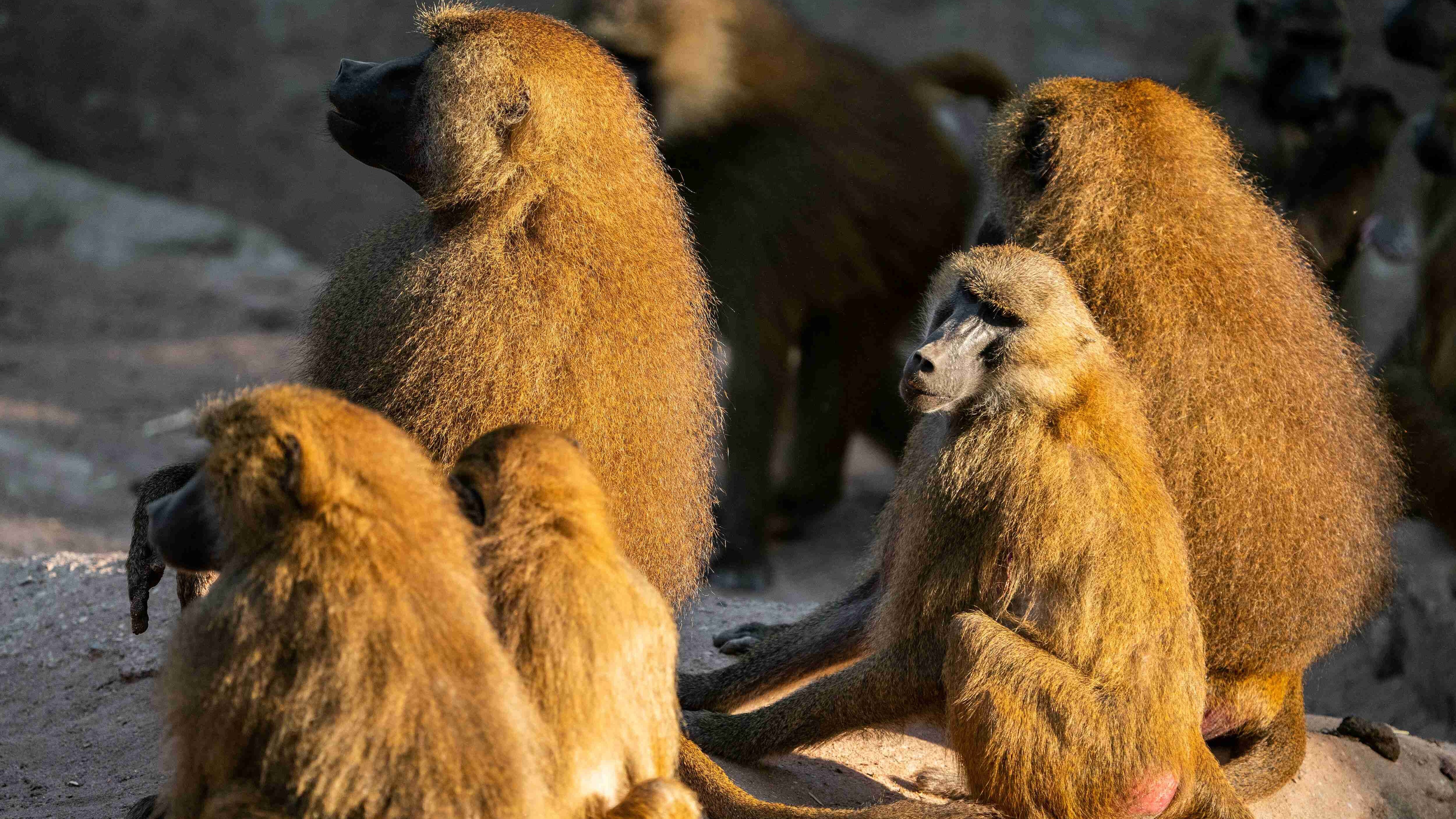 Nürnberg Guinea-Paviane