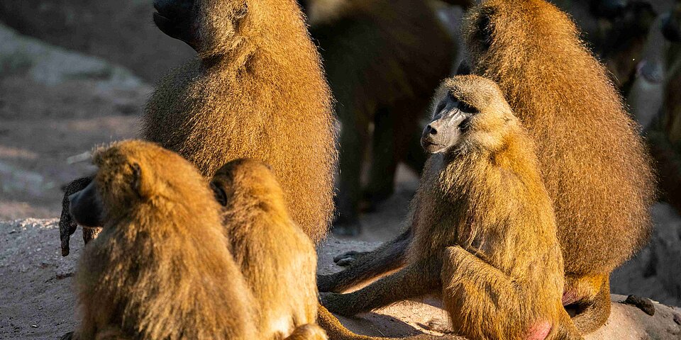 Nürnberg Guinea-Paviane